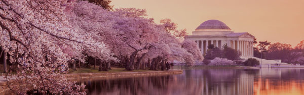 washington-dc-facts-about-cherry-blossoms-things-to-do-big-bus-tours-new
